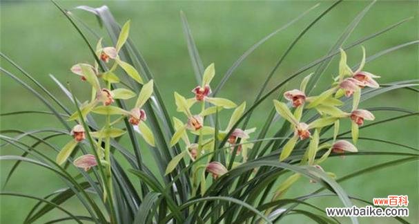 托举希望的优雅之花 兰花之美