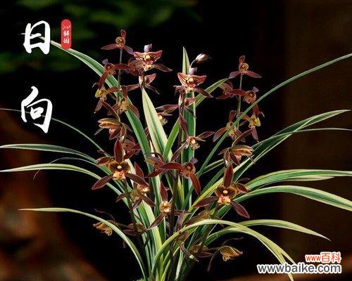 托举希望的优雅之花 兰花之美