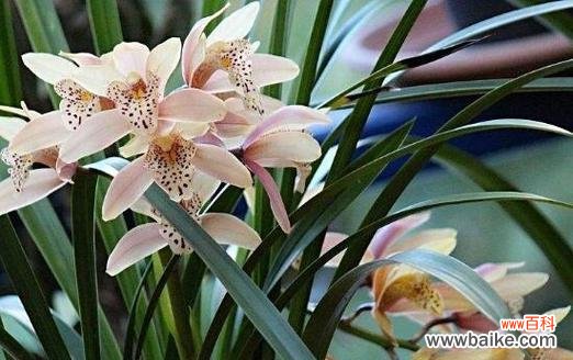 托举希望的优雅之花 兰花之美