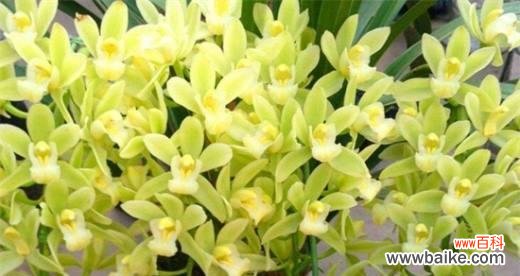 兰花的高贵与坚韧 兰花的花语与寓意