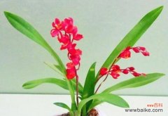 深入探究兰花的意义与用途 解读兰花花语的含义与象征