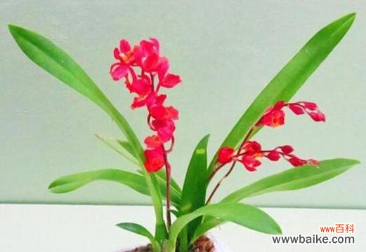 深入探究兰花的意义与用途 解读兰花花语的含义与象征