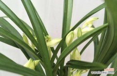 探寻兰花的寓意与象征 兰花之美与意义