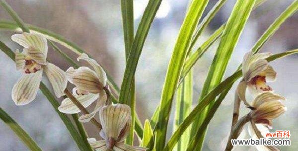 探寻兰花的深层含义与传达的信息 兰花之美