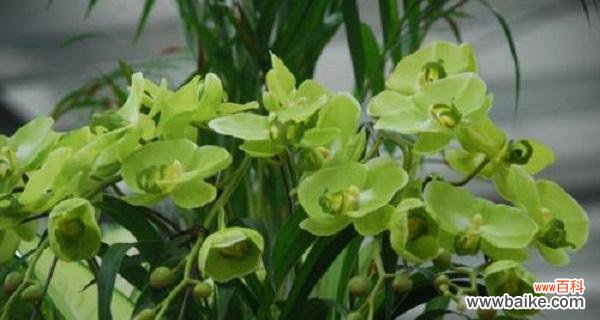 探寻兰花的深层含义与传达的信息 兰花之美