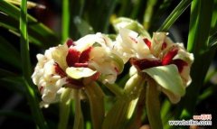 优雅高洁的兰花 兰花的象征意义与人生启示