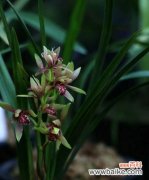 花开富贵 兰花之美