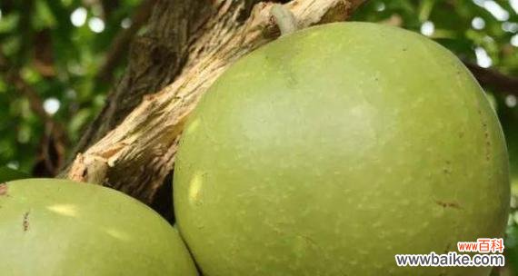 探寻西瓜在文化中的意义和象征 西瓜的象征意义及特殊含义