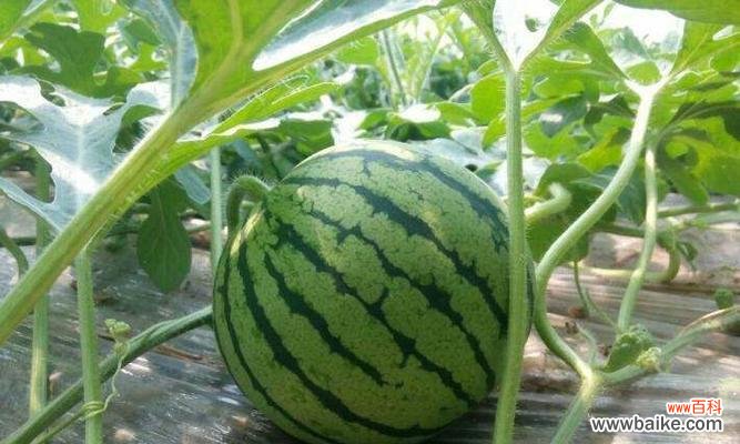 探寻西瓜在文化中的意义和象征 西瓜的象征意义及特殊含义