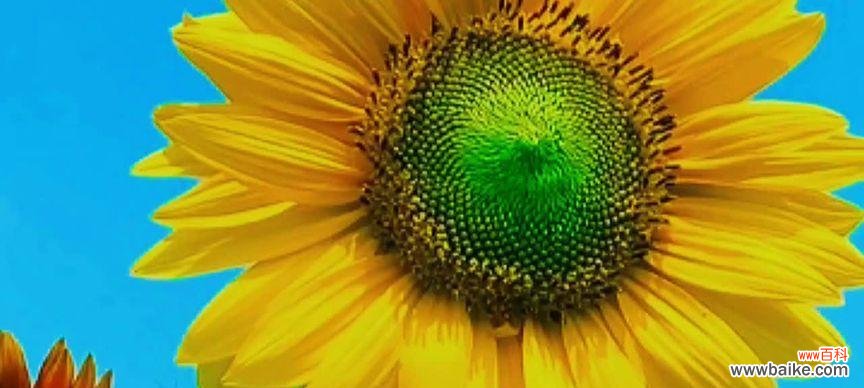 解读西瓜花语 西瓜花语与寓意