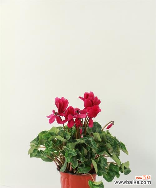 仙客来花的寓意及文化内涵解析 仙客来的花语