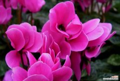 仙客来花的寓意及文化内涵解析 仙客来的花语