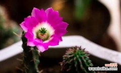 揭示仙人球花的象征意义及内涵 仙人球花的花语与寓意