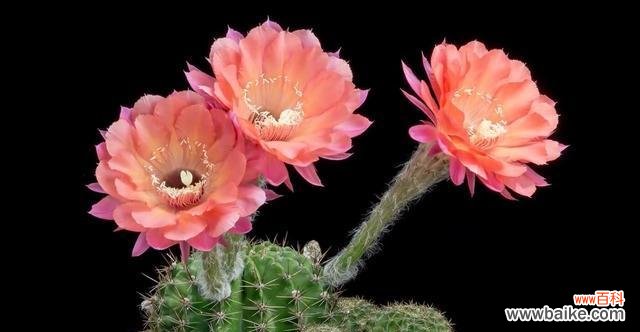 揭示仙人球花的象征意义及内涵 仙人球花的花语与寓意