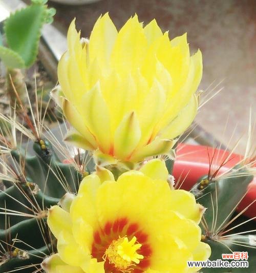 揭示仙人球花的象征意义及内涵 仙人球花的花语与寓意