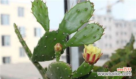 探索仙人球花语的深意 仙人球花语的寓意与象征