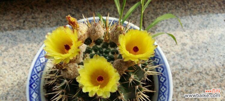 探索仙人球花语的深意 仙人球花语的寓意与象征