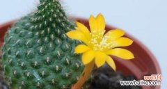 探索仙人球花语的深意 仙人球花语的寓意与象征