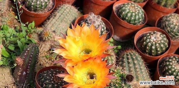 探索仙人球开花背后的意义及象征 仙人球开花的神奇寓意