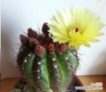 探索仙人球开花背后的意义及象征 仙人球开花的神奇寓意