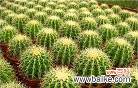 探寻仙人球的文化内涵与美学魅力 仙人球的象征意义与养护之道