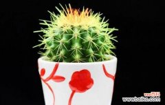 探寻仙人球的文化内涵与美学魅力 仙人球的象征意义与养护之道