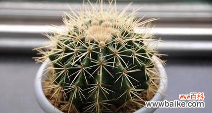 探索仙人掌背后的象征意义 仙人掌