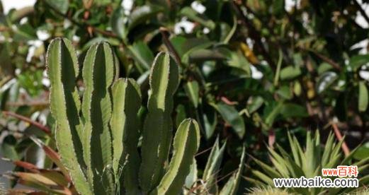 探索仙人掌背后的象征意义 仙人掌