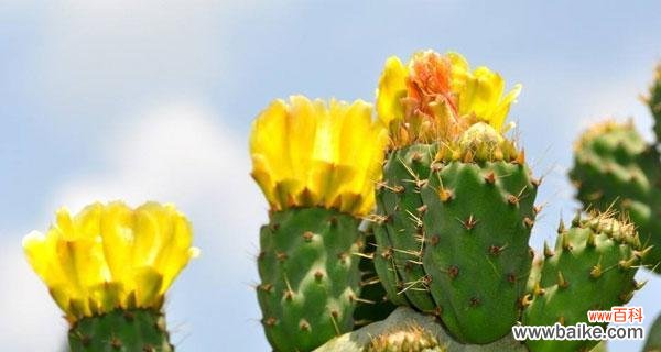 探寻仙人掌花语的深层含义 仙人掌花语