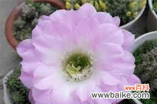 探寻仙人掌花语的深层含义 仙人掌花语