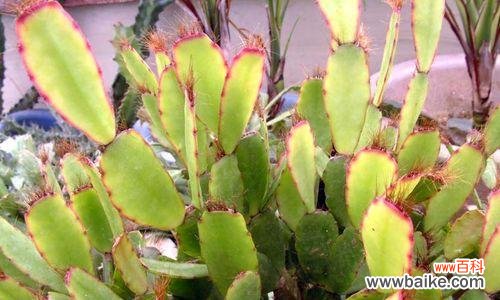 探寻仙人指花背后的深意 仙人指花语