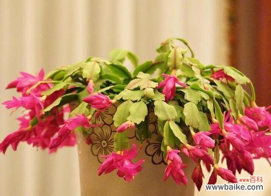 探寻仙人指花背后的深意 仙人指花语