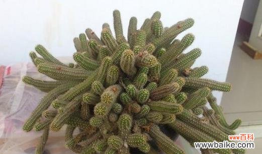 探寻仙人指花背后的深意 仙人指花语