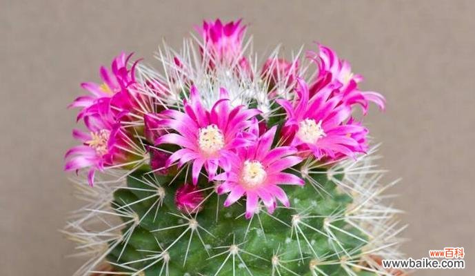 揭开仙人掌花的花语含义 仙人掌花语