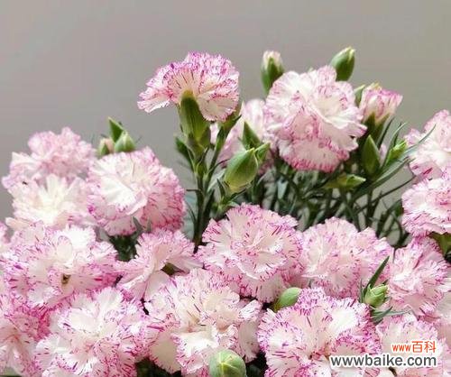 探寻鲜花背后的寓意 鲜花的象征意义