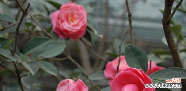 探寻鲜花背后的寓意 鲜花的象征意义