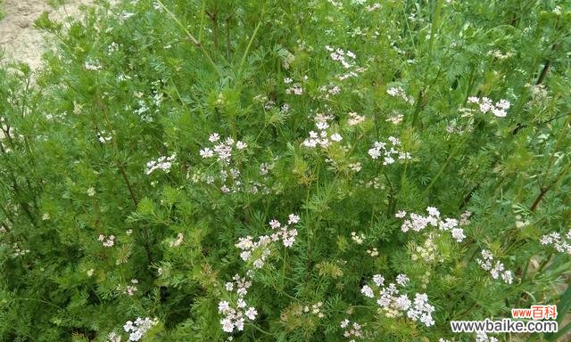 揭开以香菜开花的奥秘 以香菜会开花吗