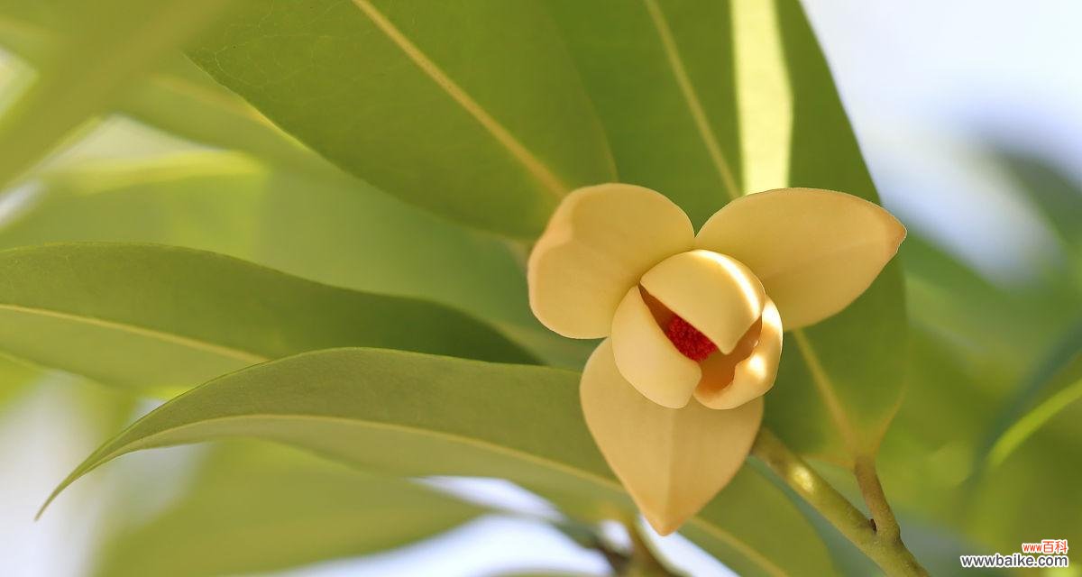 春天来临 香椿树开花的寓意