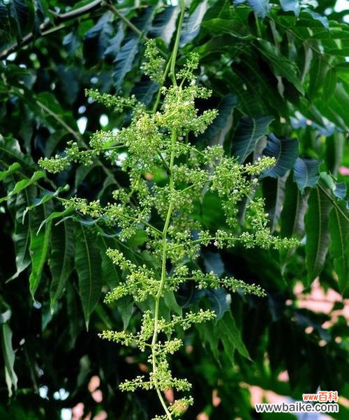 春天来临 香椿树开花的寓意