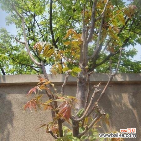 揭示香椿开花的意义与象征 香椿树开花的寓意与预示