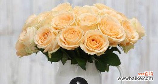 传递爱与美的花海 浪漫芬芳，香水玫瑰的花语