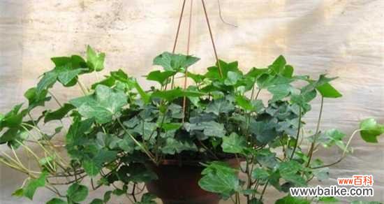 探索蓝桉花的寓意与象征 蓝桉的花语与意义