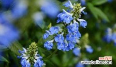 探索蓝桉花的寓意与象征 蓝桉的花语与意义