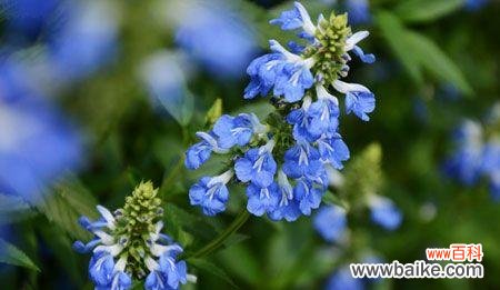 探索蓝桉花的寓意与象征 蓝桉的花语与意义