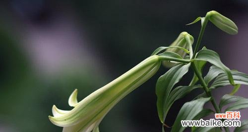 探索蓝桉花的寓意与象征 蓝桉的花语与意义