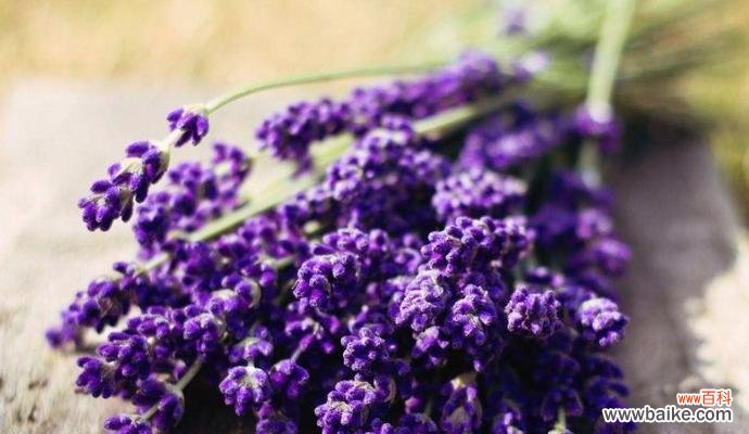 给予爱与祝福 以蓝桉之花语,传递真挚情意