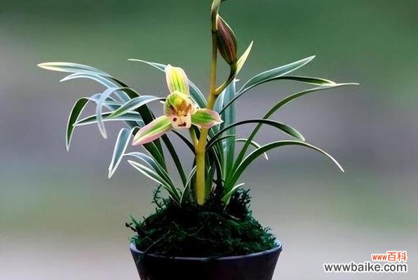 优雅 兰花寓意——华丽与高贵的象征