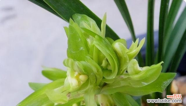 优雅 兰花寓意——华丽与高贵的象征