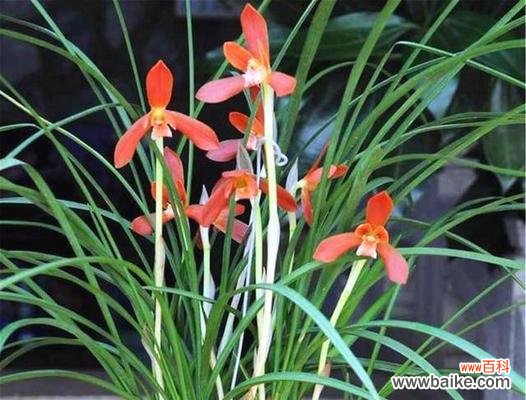 优雅 兰花寓意——华丽与高贵的象征