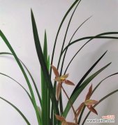 揭示兰花花语的象征与寓意 兰花花语